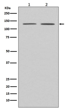 APAF1 Rabbit Monoclonal Antibody