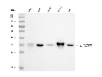 Lin28B Rabbit Monoclonal Antibody