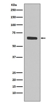 SHP1 PTPN6 Rabbit Monoclonal Antibody