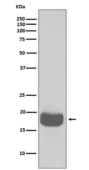 eIF4EBP1/4Ebp1 Rabbit Monoclonal Antibody