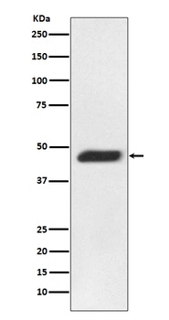 MEK2 MAP2K2 Rabbit Monoclonal Antibody