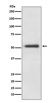 FOXA2/Hnf3B Rabbit Monoclonal Antibody