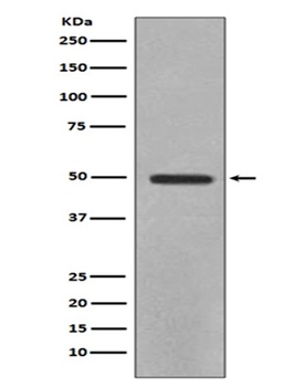 YB1 YBX1 Rabbit Monoclonal Antibody