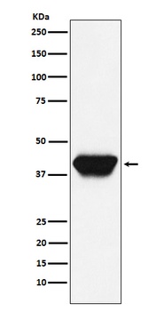 SPI1 Rabbit Monoclonal Antibody