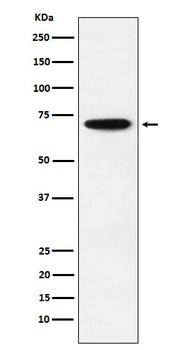 NRF1 Rabbit Monoclonal Antibody