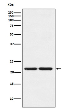 HP1 gamma Rabbit Monoclonal Antibody