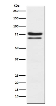 PKC epsilon Rabbit Monoclonal Antibody