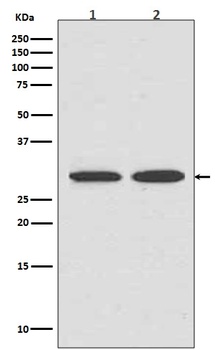 VDAC1/Porin Rabbit Monoclonal Antibody