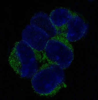 VCAM1/Cd106 Rabbit Monoclonal Antibody