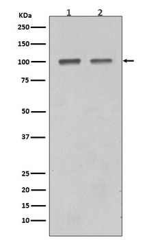 SATB1 Rabbit Monoclonal Antibody
