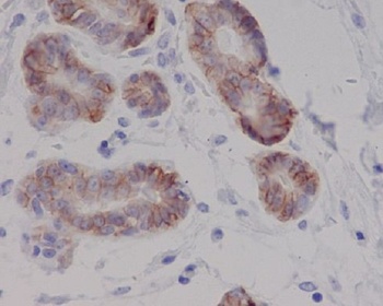 c-Kit Rabbit Monoclonal Antibody