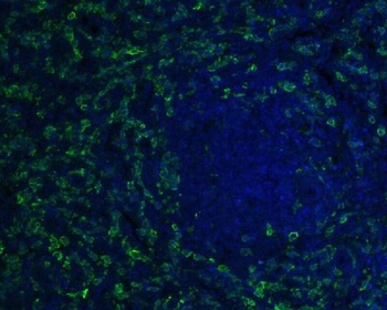 Iba1 AIF1 Monoclonal Antibody