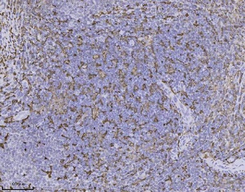 IBA1 AIF1 Monoclonal Antibody