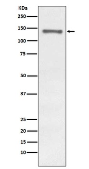 Raptor RPTOR Rabbit Monoclonal Antibody