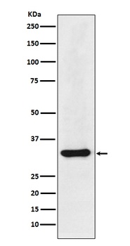 hnRNP A1 Rabbit Monoclonal Antibody