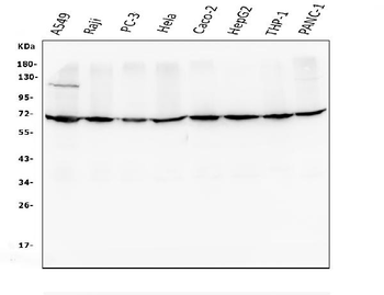 AIF/AIFM1 Antibody (monoclonal, 2I5)