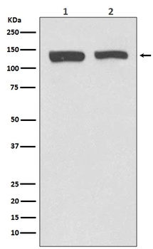 NEDD4-2 NEDD4L/NEDD4 Rabbit Monoclonal Antibody