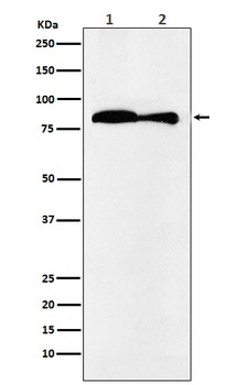 VPS35 Rabbit Monoclonal Antibody