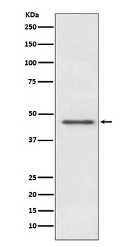 PDHA1/Pdh E1Alpha Rabbit Monoclonal Antibody