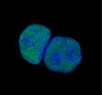 c-Jun Rabbit Monoclonal Antibody
