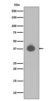 DUSP6/Mkp 3 Rabbit Monoclonal Antibody