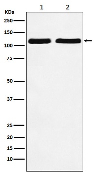 Nesprin 1 Rabbit Monoclonal Antibody