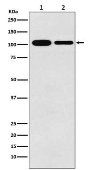 MCM3 Rabbit Monoclonal Antibody