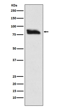 SMURF 2 Rabbit Monoclonal Antibody