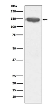 CD13 ANPEP Rabbit Monoclonal Antibody