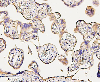 NMI Antibody (monoclonal, 2F3)