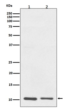 S100A10 Rabbit Monoclonal Antibody