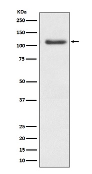 ERK5 Rabbit Monoclonal Antibody