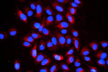 Cyclophilin B PPIB Antibody (monoclonal, 11C11)