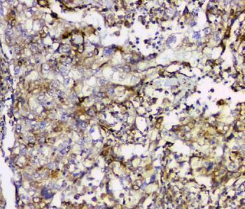 Cyclophilin B PPIB Antibody (monoclonal, 11C11)