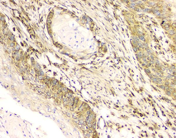 Cyclophilin B PPIB Antibody (monoclonal, 11C11)