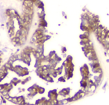 Cyclophilin B PPIB Antibody (monoclonal, 11C11)