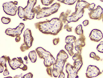 Cyclophilin B PPIB Antibody (monoclonal, 11C11)