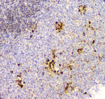 Cyclophilin B PPIB Antibody (monoclonal, 11C11)
