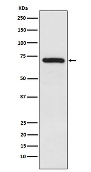 TRIM25 Rabbit Monoclonal Antibody
