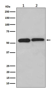 LMAN1 Rabbit Monoclonal Antibody