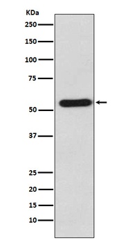 Staufen STAU1 Rabbit Monoclonal Antibody