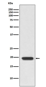 CD3D Rabbit Monoclonal Antibody
