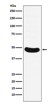 HB9/HLXB9 Rabbit Monoclonal Antibody