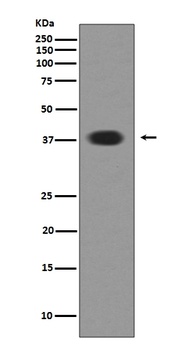 Musashi 1 MSI1 Rabbit Monoclonal Antibody