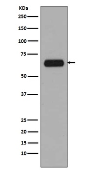TCF3 TCF7L1 Rabbit Monoclonal Antibody