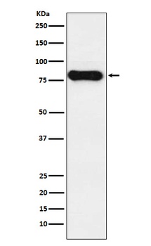 IGHD Rabbit Monoclonal Antibody