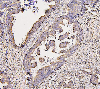 COX IV COX4I1 Mouse Monoclonal Antibody