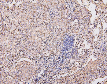 COX IV COX4I1 Mouse Monoclonal Antibody