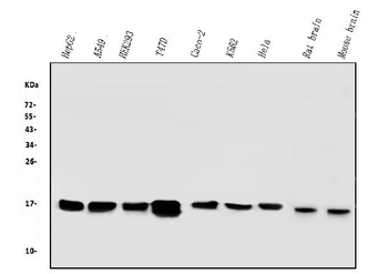 COX IV COX4I1 Mouse Monoclonal Antibody