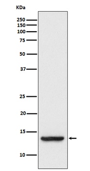 TAX1BP3 Rabbit Monoclonal Antibody